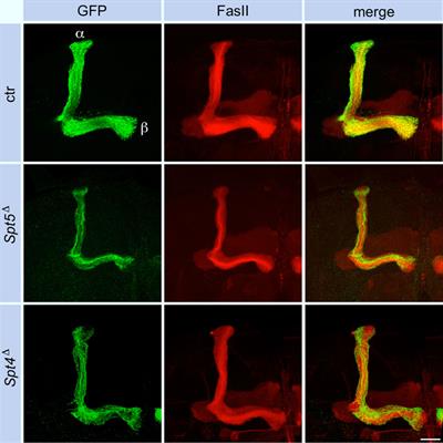 The transcription elongation factors Spt4 and Spt5 control neural progenitor proliferation and are implicated in neuronal remodeling during Drosophila mushroom body development